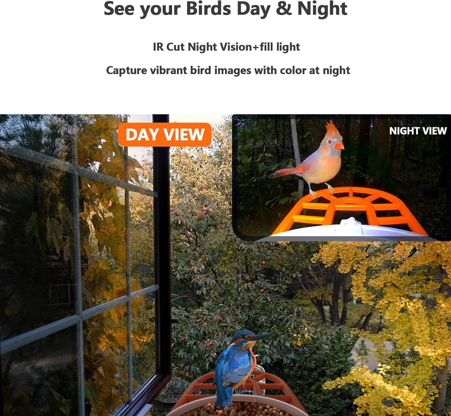 TYST DIRECT Smart Solar Bird Feeder with Camera – AI Recognition & HD Auto Recording