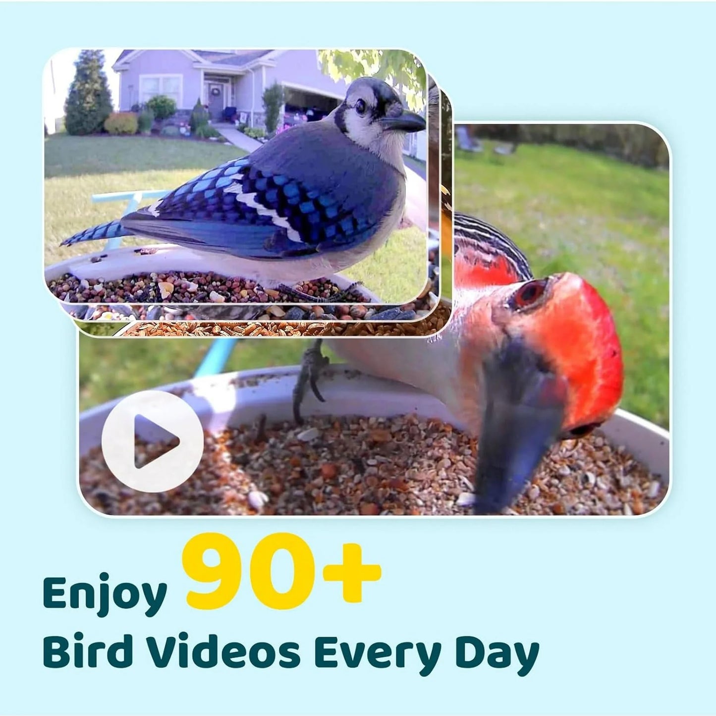 NETVUE Birdfy® Smart Bird Feeder with Camera – AI Bird Identification