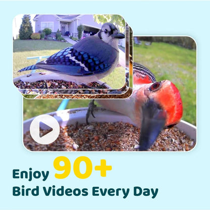 NETVUE Birdfy® Smart Bird Feeder with Camera – AI Bird Identification